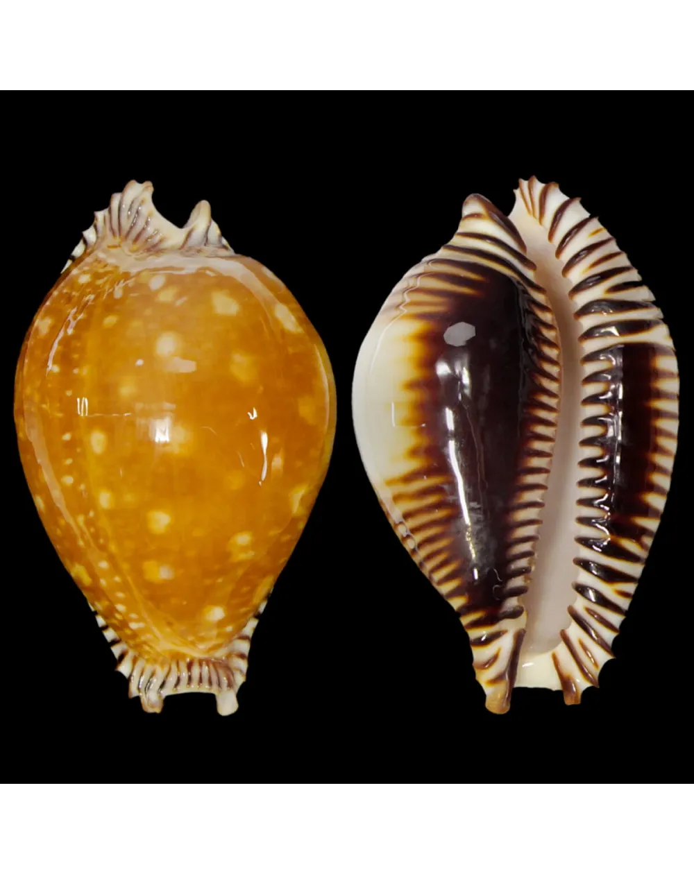 Perisserosa Guttata