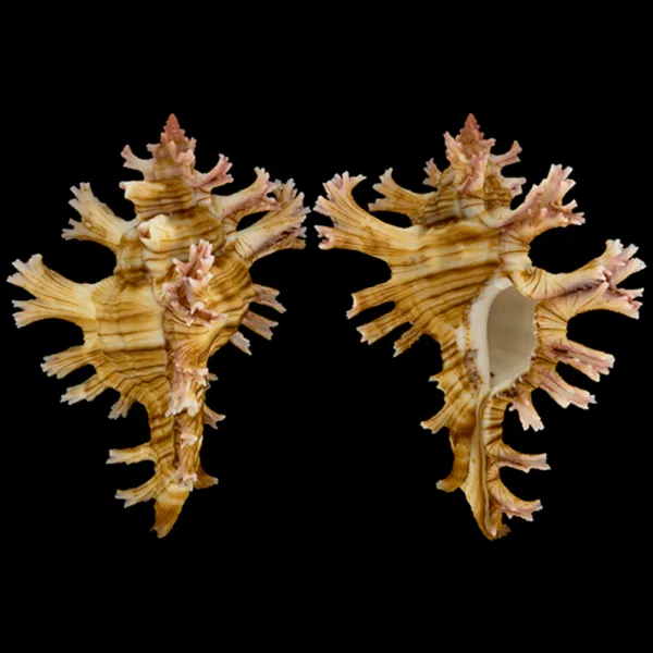 Chicoreus Palmarosae