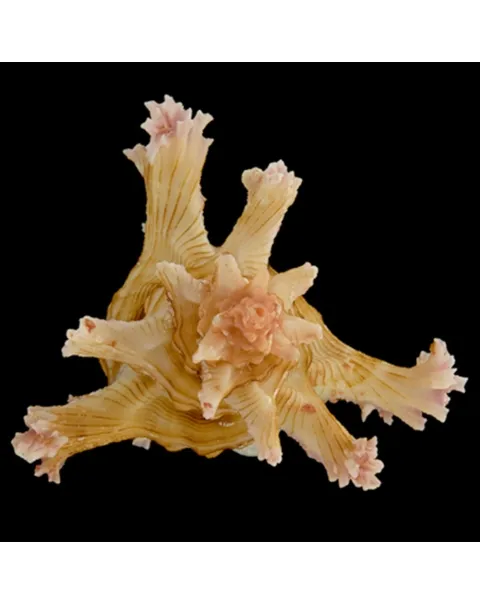 Chicoreus Palmarosae