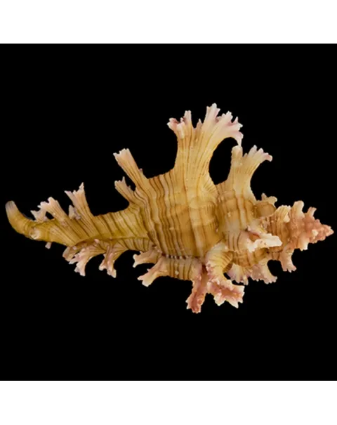 Chicoreus Palmarosae