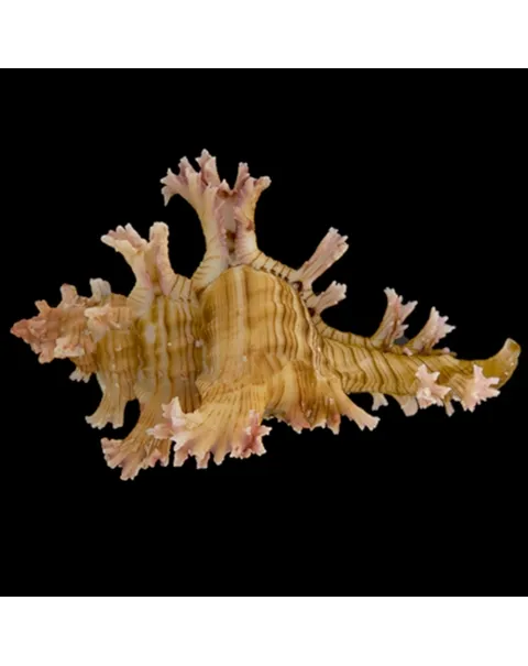 Chicoreus Palmarosae