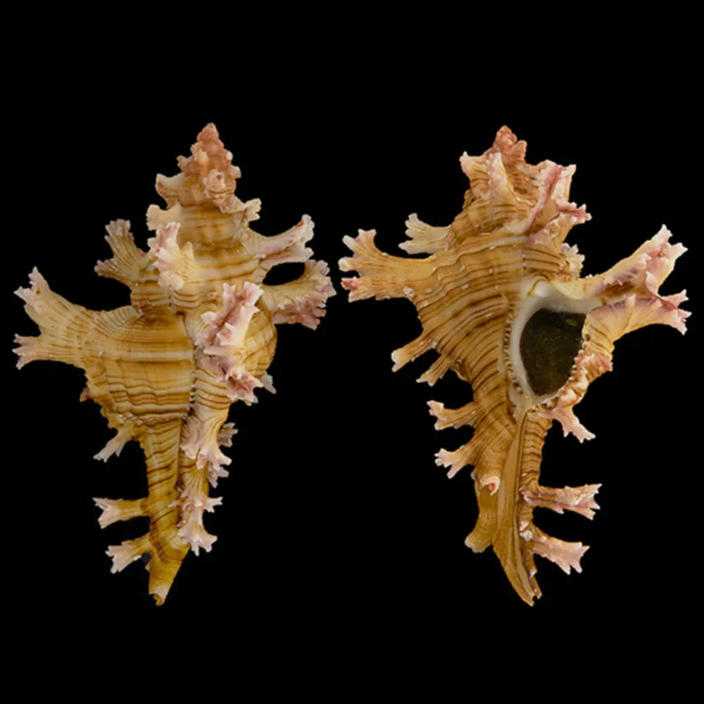 Chicoreus Palmarosae