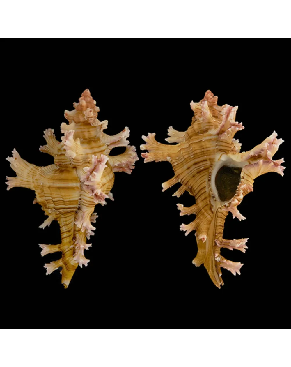 Chicoreus Palmarosae
