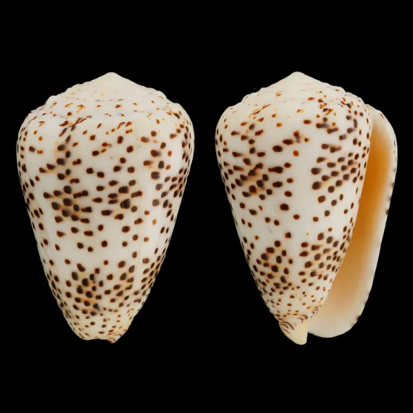 Conus Pulicarius