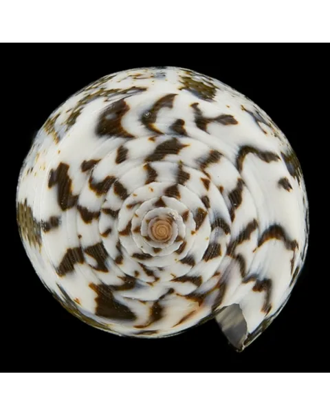 Conus (Pioconus) Magus