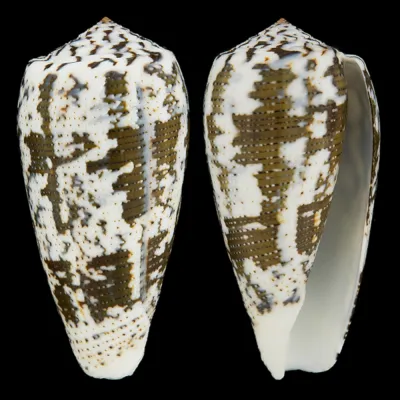 Conus (Pioconus) Magus