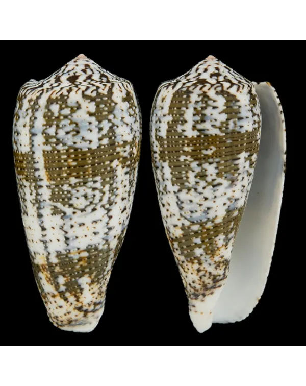 Conus (Pioconus) Magus