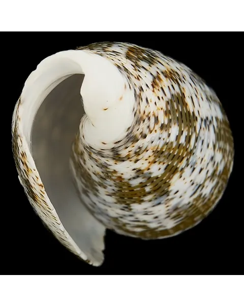 Conus (Pioconus) Magus