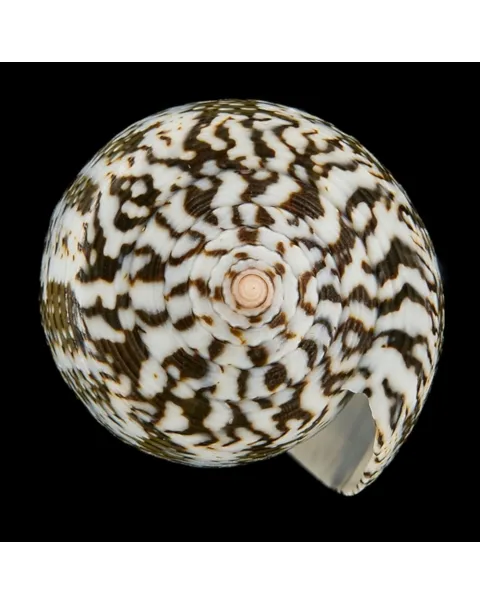 Conus (Pioconus) Magus