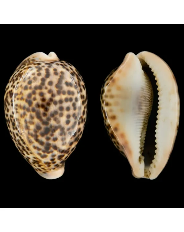 Cypraea Pantherina 