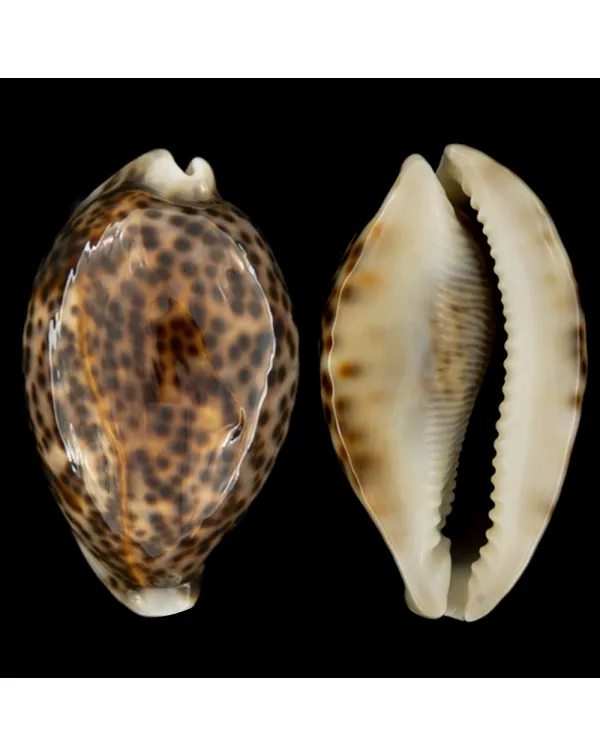 Cypraea Pantherina 