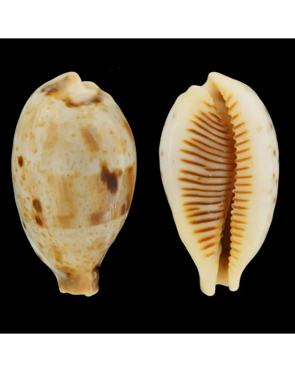 Ficadusta Pulchella