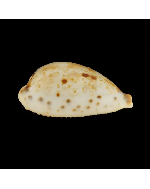 Ficadusta Pulchella