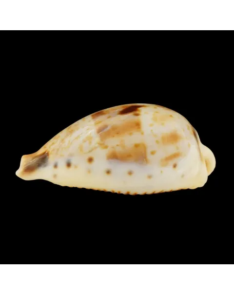 Ficadusta Pulchella