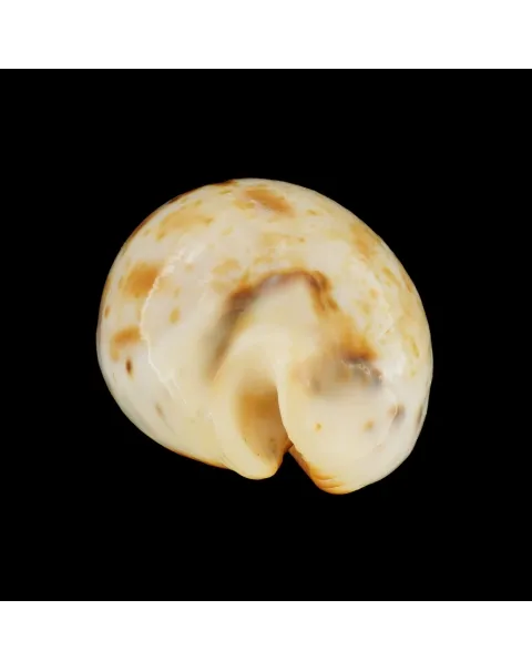 Ficadusta Pulchella