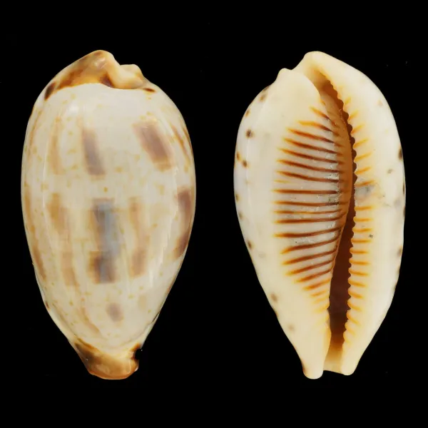 Ficadusta Pulchella