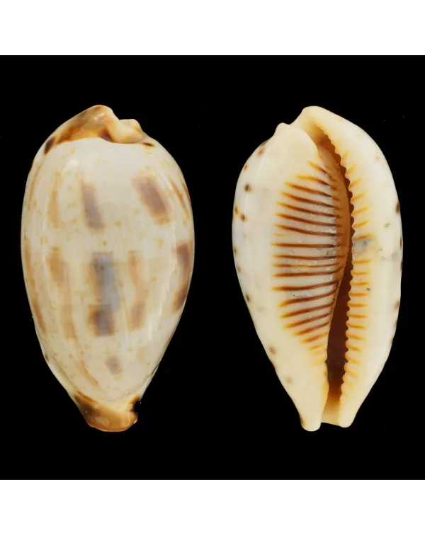 Ficadusta Pulchella