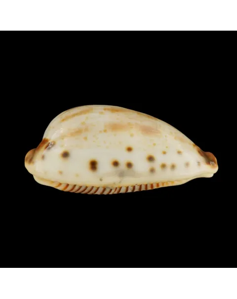 Ficadusta Pulchella