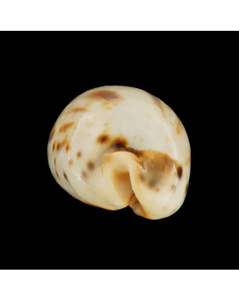 Ficadusta Pulchella
