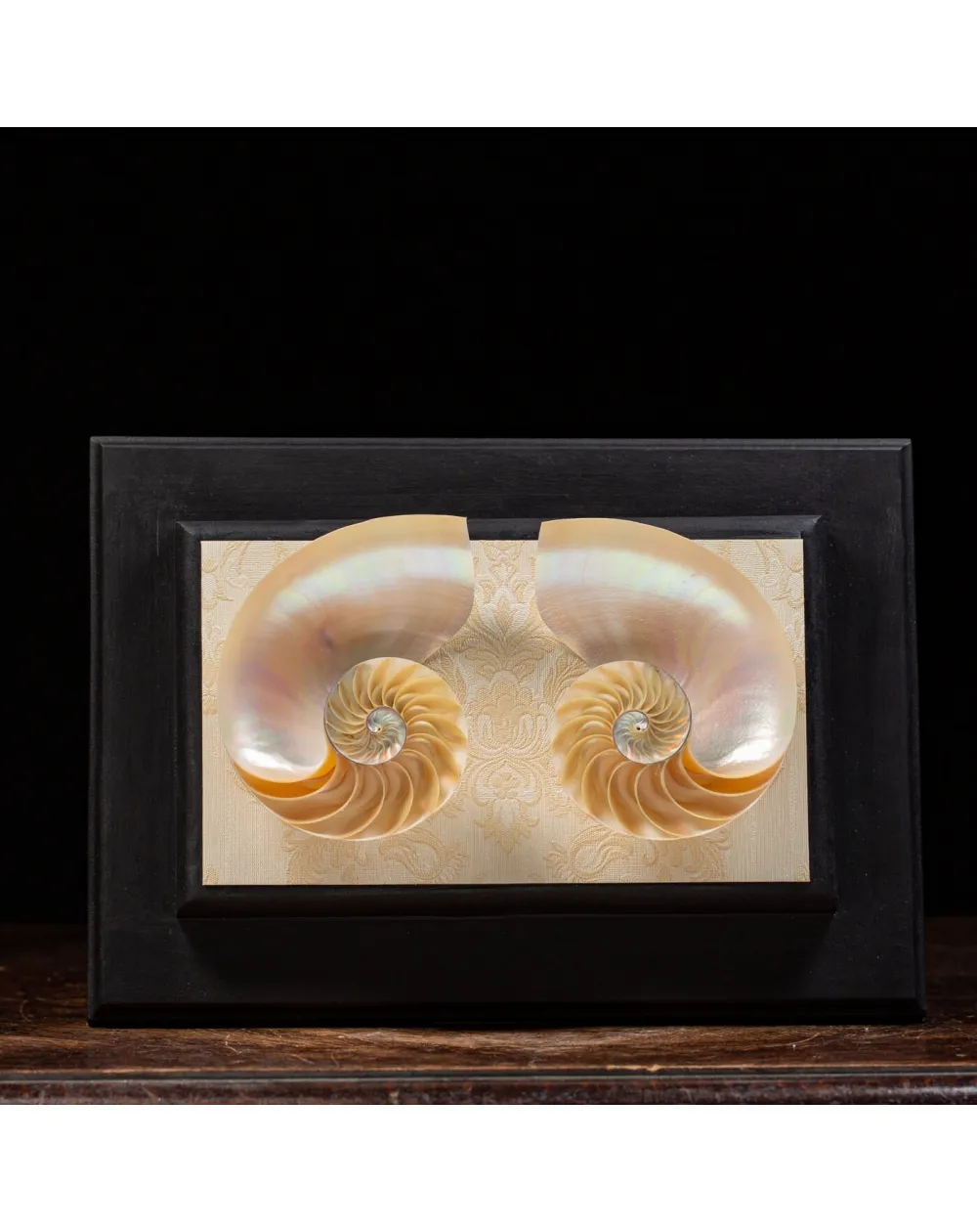 Nautilus in Madreperla su Cornice