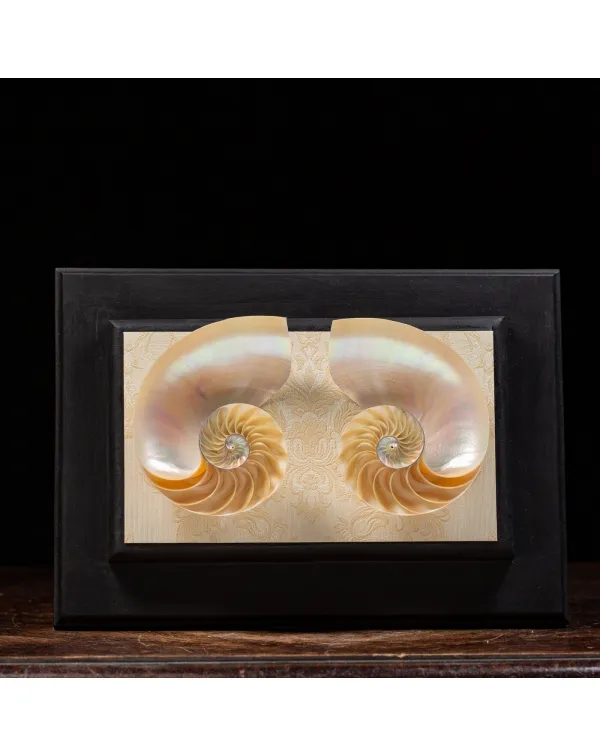 Nautilus in Madreperla su Cornice