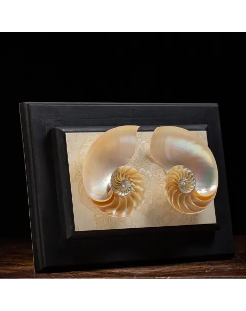 Nautilus in Madreperla su Cornice