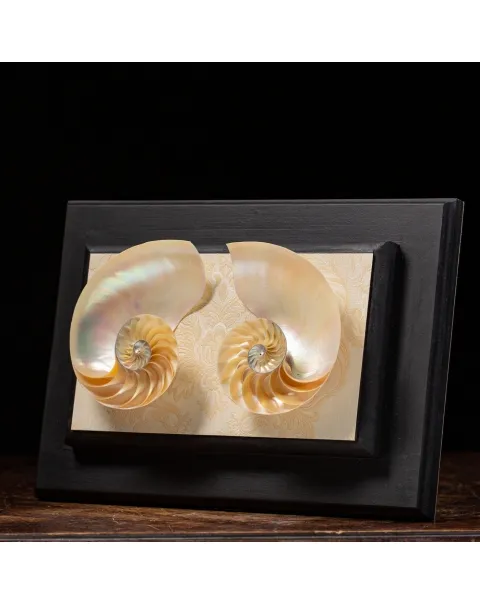 Nautilus in Madreperla su Cornice