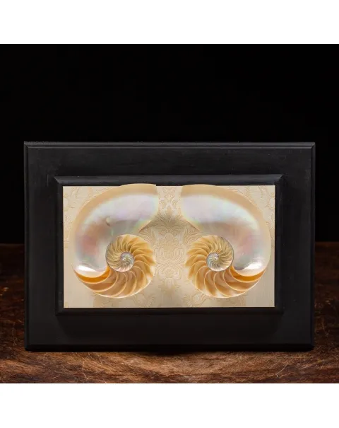 Nautilus in Madreperla su Cornice