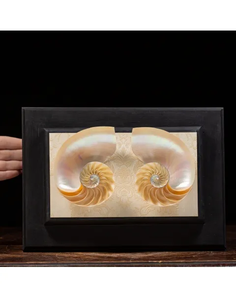 Nautilus in Madreperla su Cornice