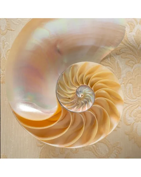 Nautilus in Madreperla su Cornice