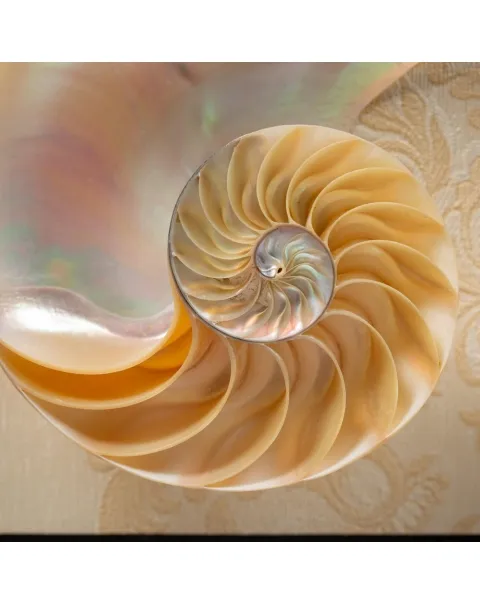 Nautilus in Madreperla su Cornice