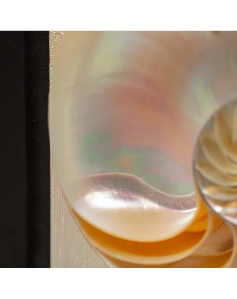 Nautilus in Madreperla su Cornice