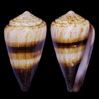 Conus (Rhizoconus) Miles