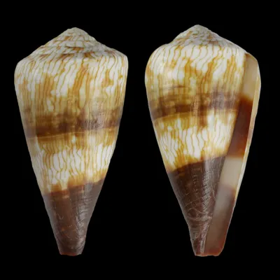 Conus (Rhizoconus) Miles