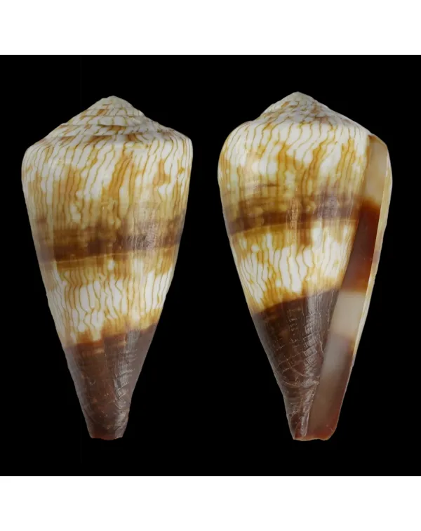 Conus (Rhizoconus) Miles