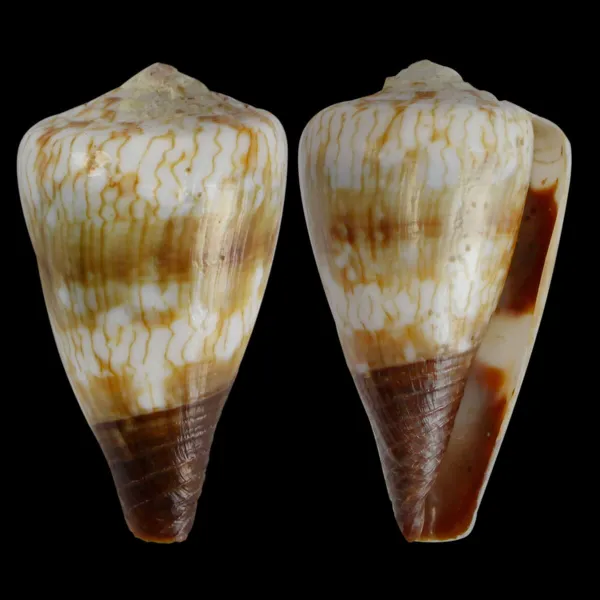 Conus (Rhizoconus) Miles