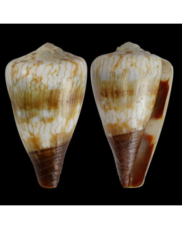Conus (Rhizoconus) Miles
