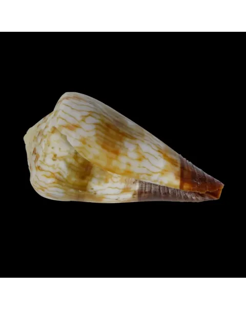 Conus (Rhizoconus) Miles