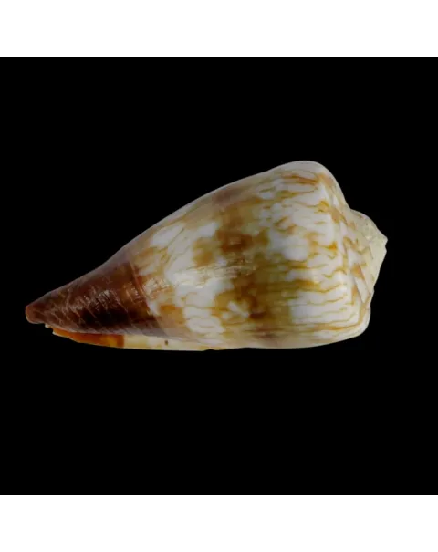 Conus (Rhizoconus) Miles