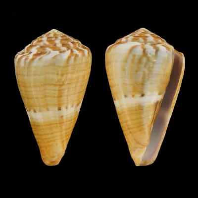 Conus (Rhizoconus) Namocanus