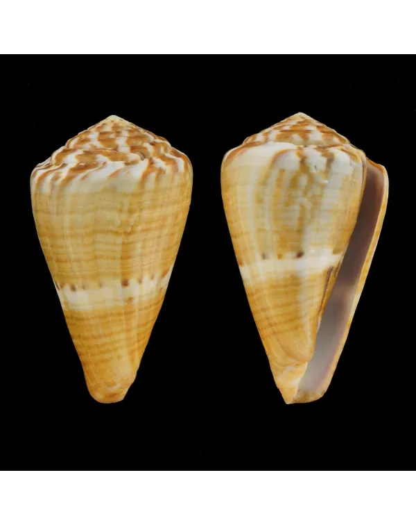 Conus (Rhizoconus) Namocanus
