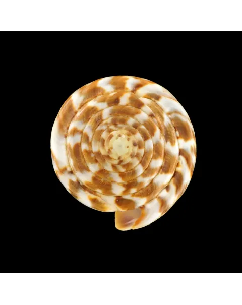 Conus (Rhizoconus) Namocanus