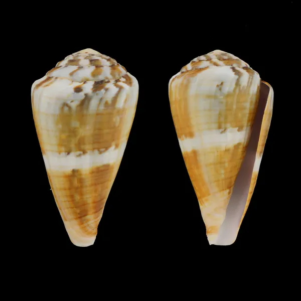 Conus (Rhizoconus) Namocanus