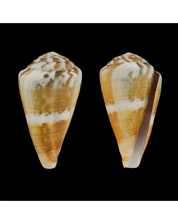 Conus (Rhizoconus) Namocanus