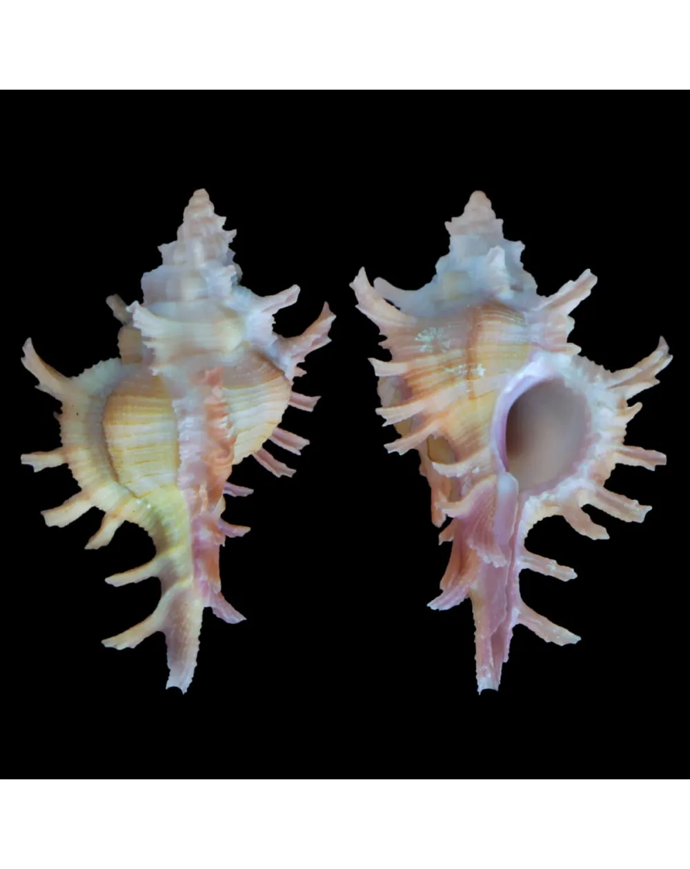 Chicoreus Rossiteri