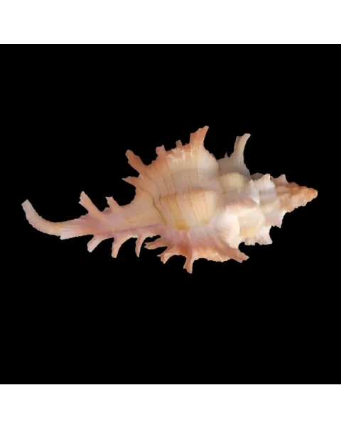 Chicoreus Rossiteri