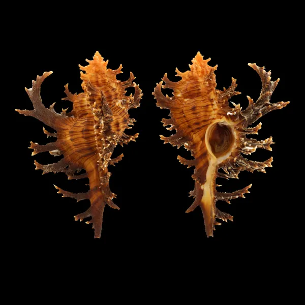 Chicoreus Spectrum