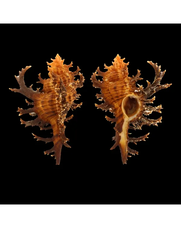 Chicoreus Spectrum