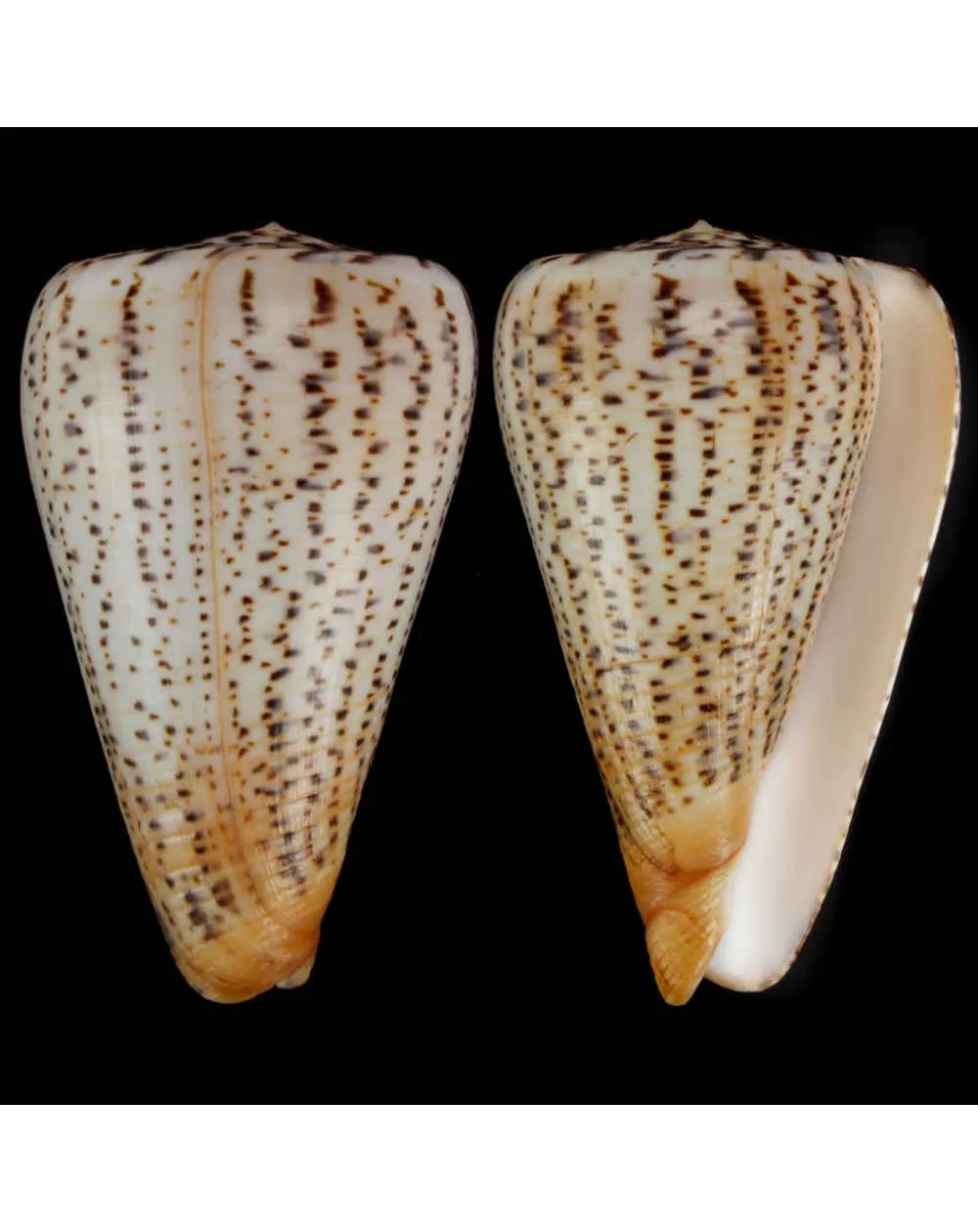 Conus Suratensis