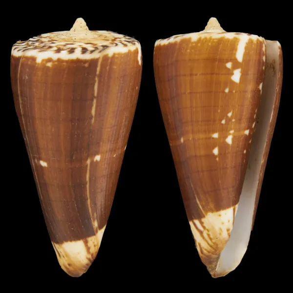 Conus (Strategoconus) Maldivus